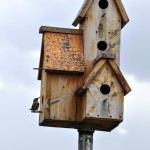 11-06-23 bird house DSC_0055 for history