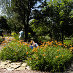 11-07-13 daylily pond garden (1 of 1)