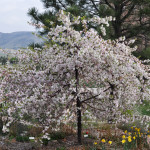 12-04-11 weeping crabapple in bloom (1 of 1)