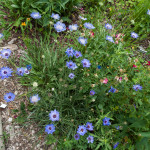 13-07-05 cupids dart and butterfly blue pincushion (1 of 1)