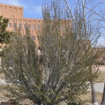 Curlleaf mountain mahogany history