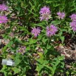 Bee Balm Jefferson County Courage Garden