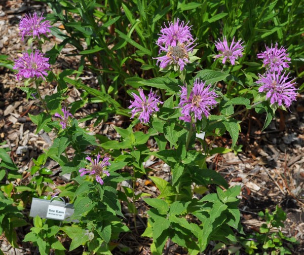 Bee Balm Jefferson County Courage Garden