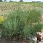 Bluestem joint fir Jefferson County Courage Garden