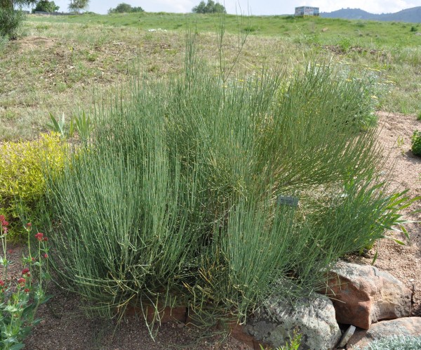 Bluestem joint fir Jefferson County Courage Garden