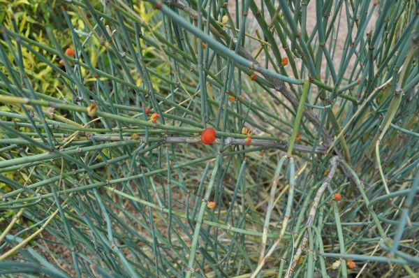 Bluestem joint fir