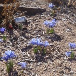 Alida Netted iris Jefferson County Courage Garden