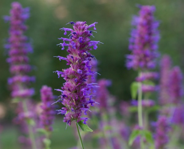 Blue Blazes hyssop