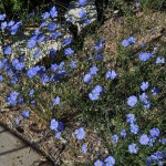 Blue flax Jefferson County Courage Garden