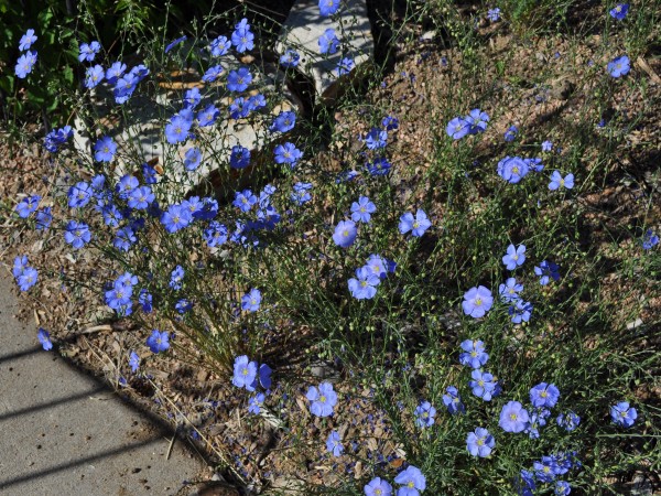 Blue flax Jefferson County Courage Garden