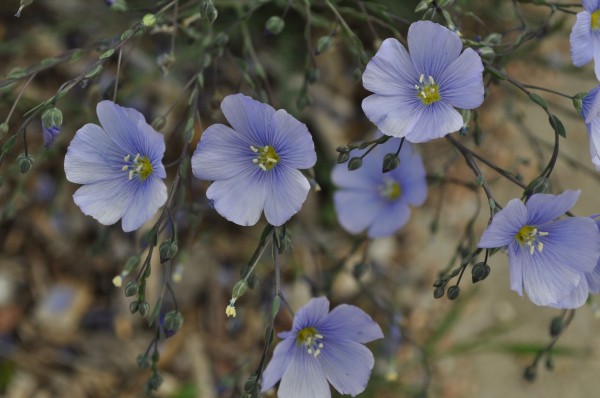 Blue flax