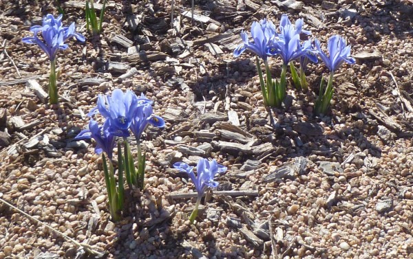 Alida Netted iris