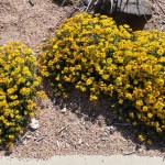 Amur stonecrop Jefferson County Courage Garden