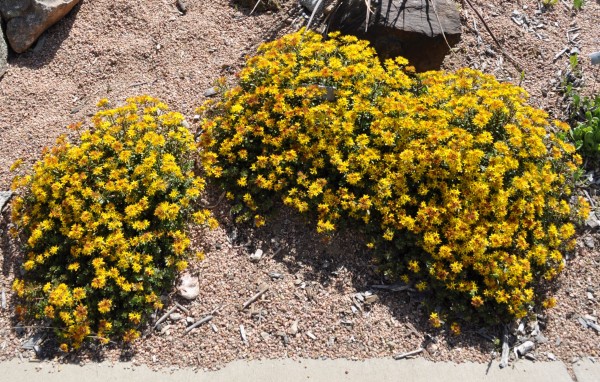 Amur stonecrop Jefferson County Courage Garden