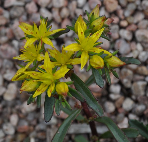 Amur stonecrop