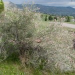 Apache plume Jefferson County Courage Garden