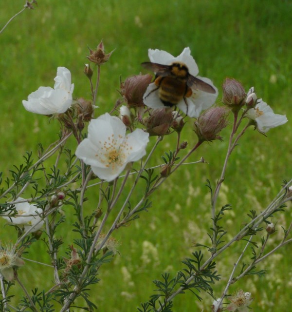 Apache plume