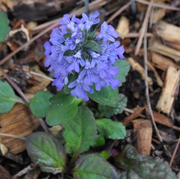 Arboretum Giant bugleweed