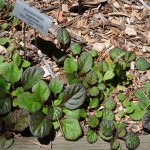 Arboretum Giant bugleweed Jefferson County Courage Garden