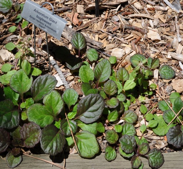 Arboretum Giant bugleweed Jefferson County Courage Garden