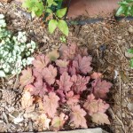 Autumn Leaves coral bells Jefferson County Courage Garden