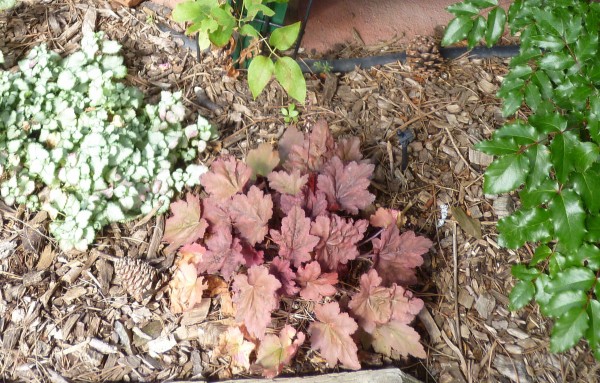 Autumn Leaves coral bells Jefferson County Courage Garden