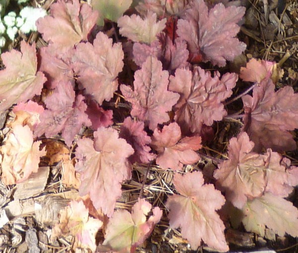 Autumn Leaves coral bells