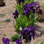 Bearded iris Jefferson County Courage Garden