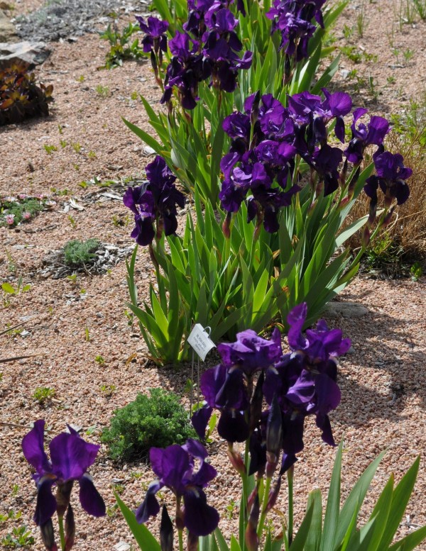 Bearded iris Jefferson County Courage Garden