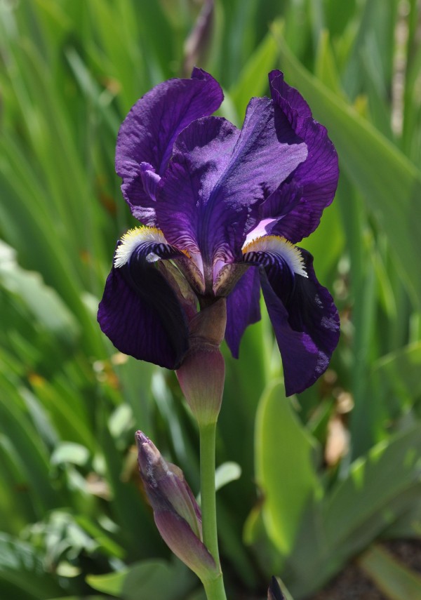 Bearded iris