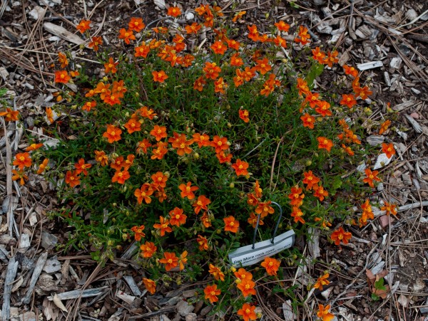 Ben More rock rose Jefferson County Courage Garden