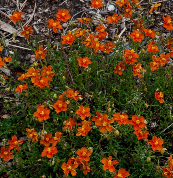 Ben More rock rose