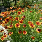 Blanket flower Jefferson County Courage Garden