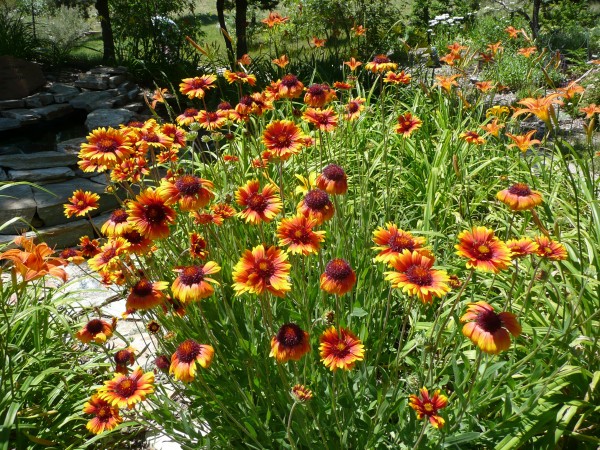 Blanket flower Jefferson County Courage Garden