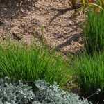 Blaze Little bluestem Jefferson County Courage Garden