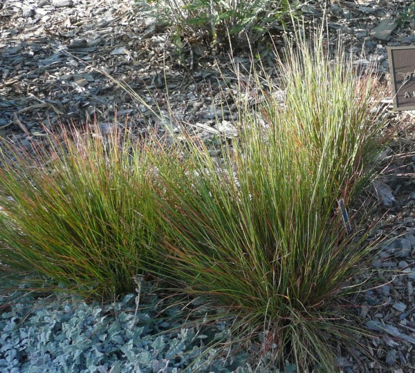 Blaze Little bluestem