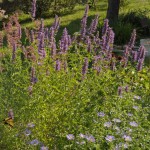 Blue Blazes hyssop Jefferson County Courage Garden