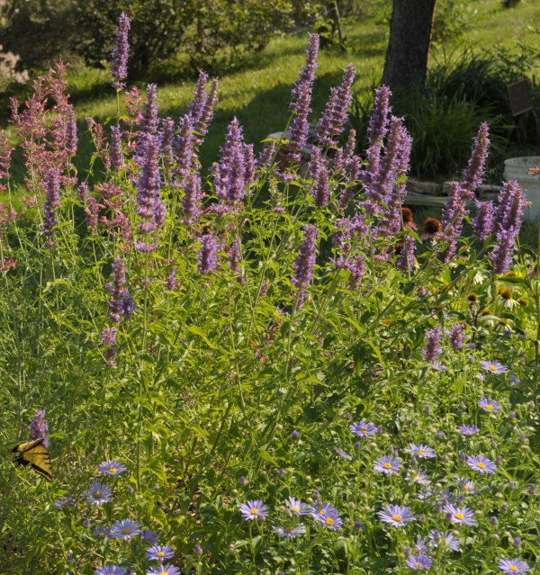 Blue Blazes hyssop Jefferson County Courage Garden