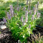 Blue Fortune Hybrid hyssop Jefferson County Courage Garden