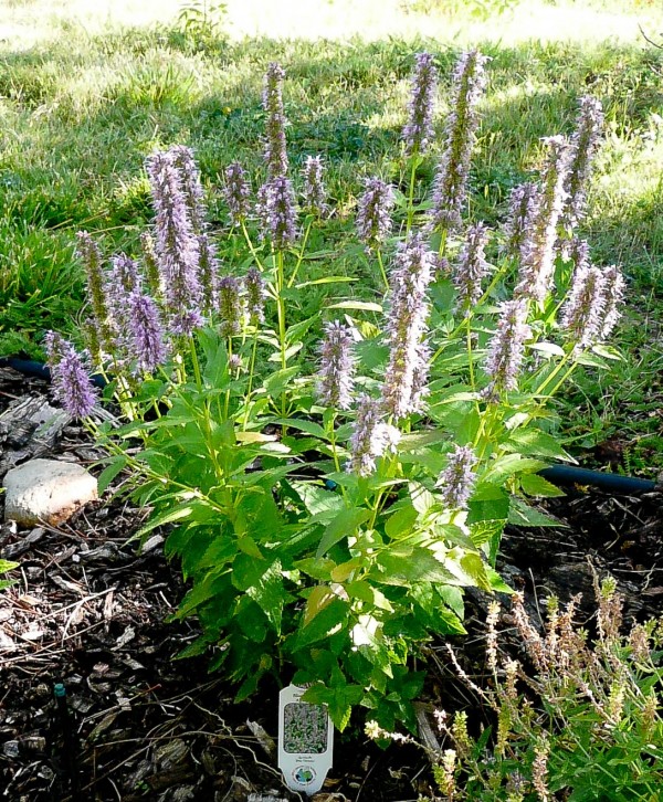 Blue Fortune Hybrid hyssop Jefferson County Courage Garden