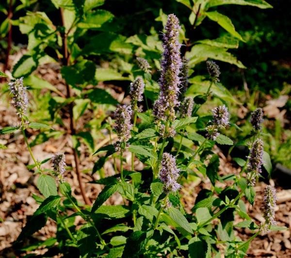 Blue Fortune Hybrid hyssop