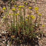 Blue Spruce sedum Jefferson County Courage Garden