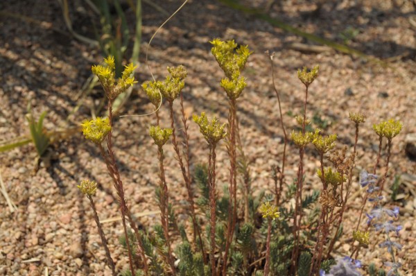 Blue Spruce sedum