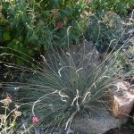 Blue fescue Jefferson County Courage Garden