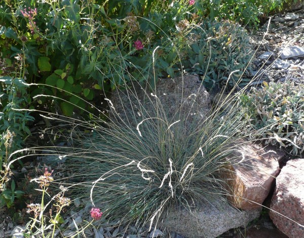 Blue fescue Jefferson County Courage Garden