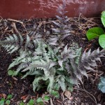 Burgundy Lace Painted fern Jefferson County Courage Garden