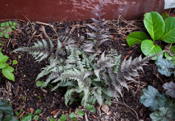 Burgundy Lace Painted fern Jefferson County Courage Garden