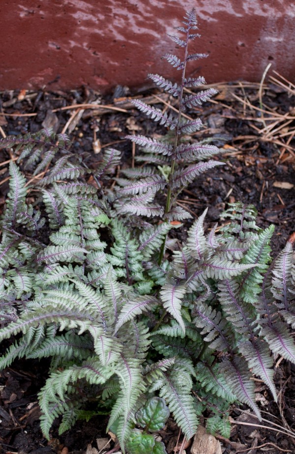 Burgundy Lace Painted fern