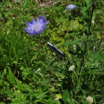 Butterfly Blue pincushion flower Jefferson County Courage Garden