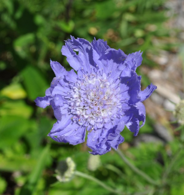 Butterfly Blue pincushion flower